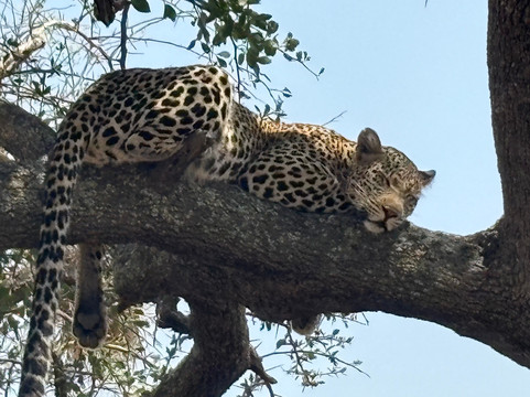 Soraya Experience-阿鲁沙必去景点