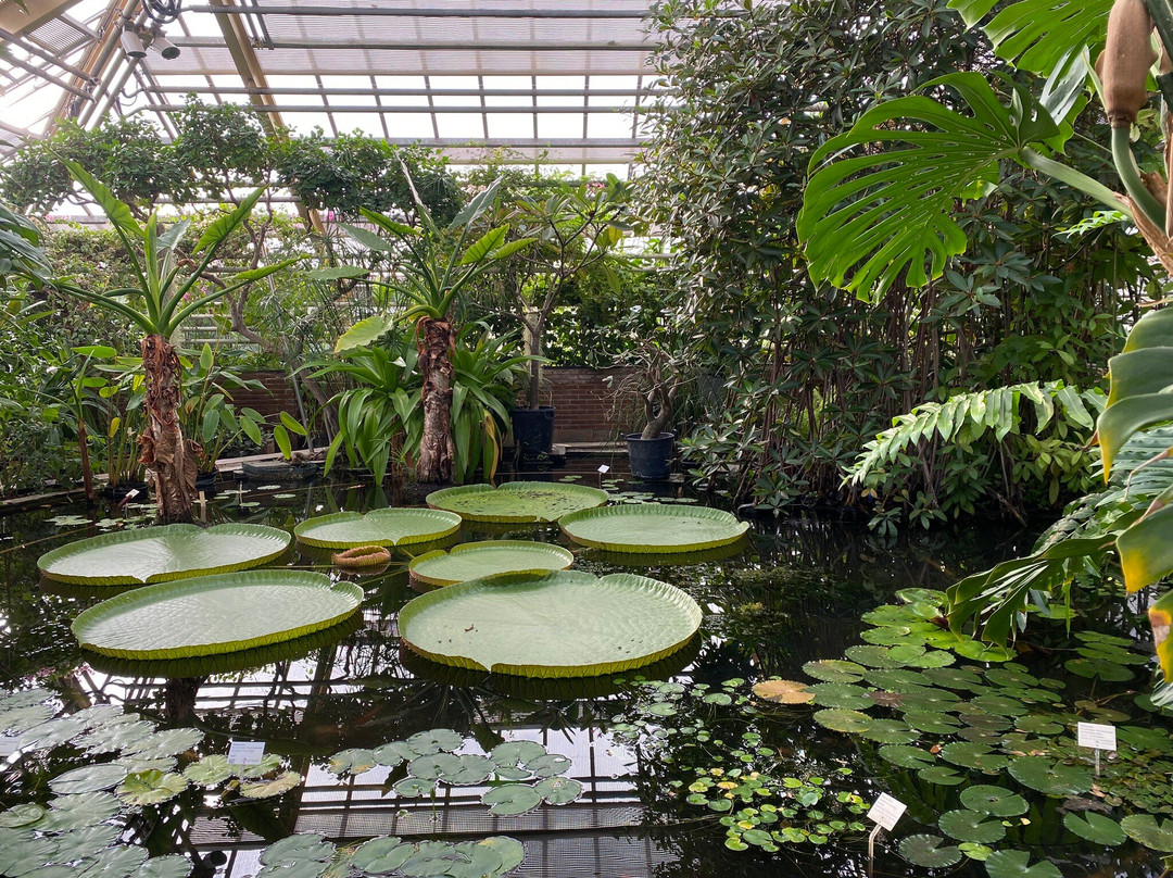 Hortus Botanicus Leiden-莱顿必去景点