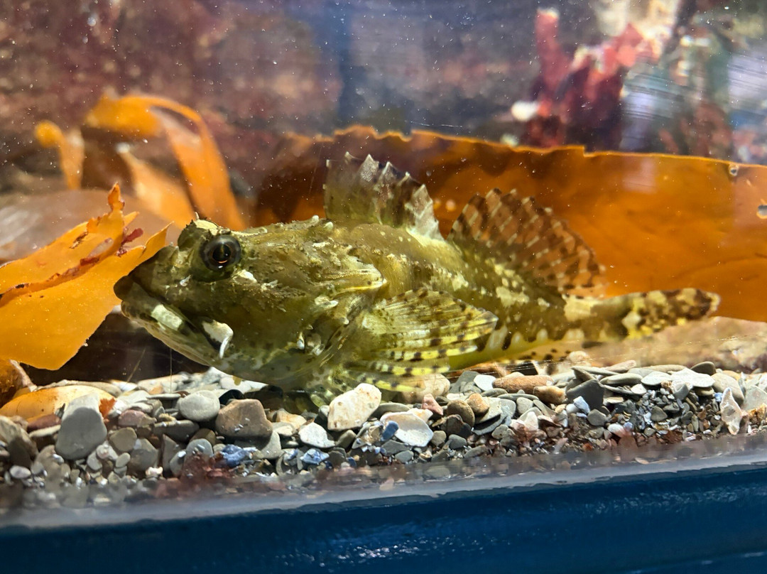 Ilfracombe Aquarium-伊尔弗勒科姆必去景点
