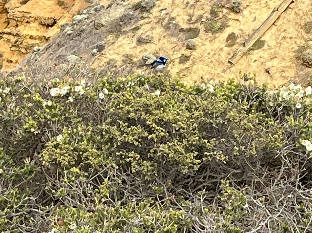 Point Addis Marine National Park-安格尔西岛必去景点