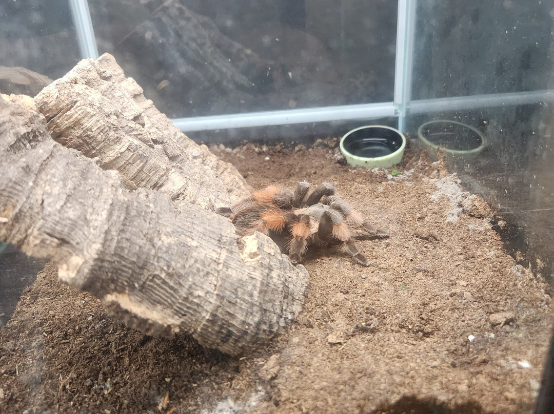 Insectarium de Lizio-Lizio必去景点