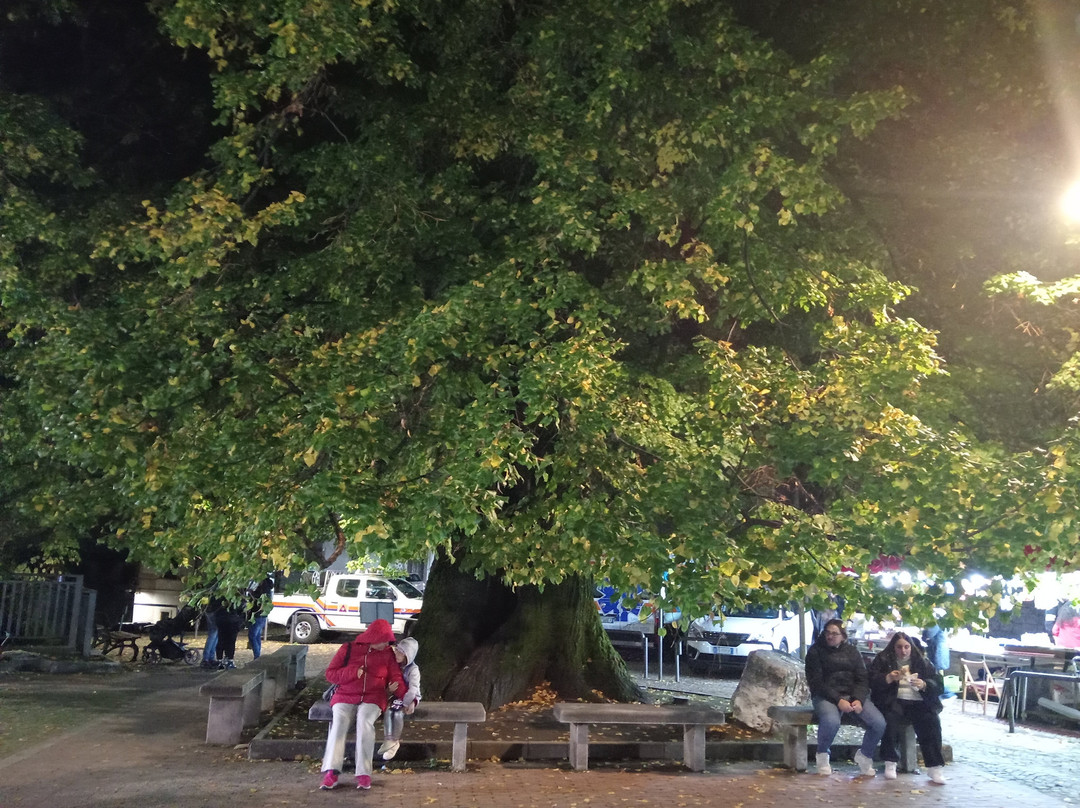 Tiglio Secolare di Summonte-Summonte必去景点