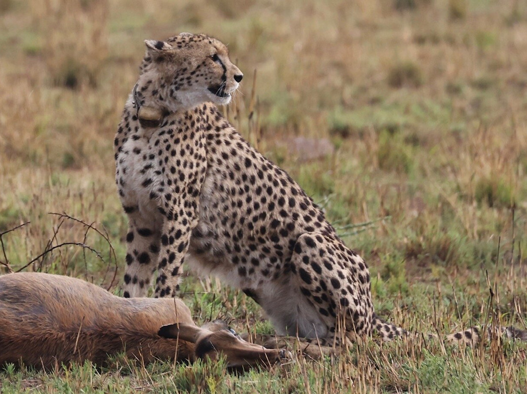 Loisico Tours and Excursions-Bloubergstrand必去景点