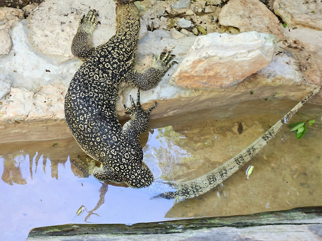 Croco Cun Zoo-从莫雷洛斯港必去景点