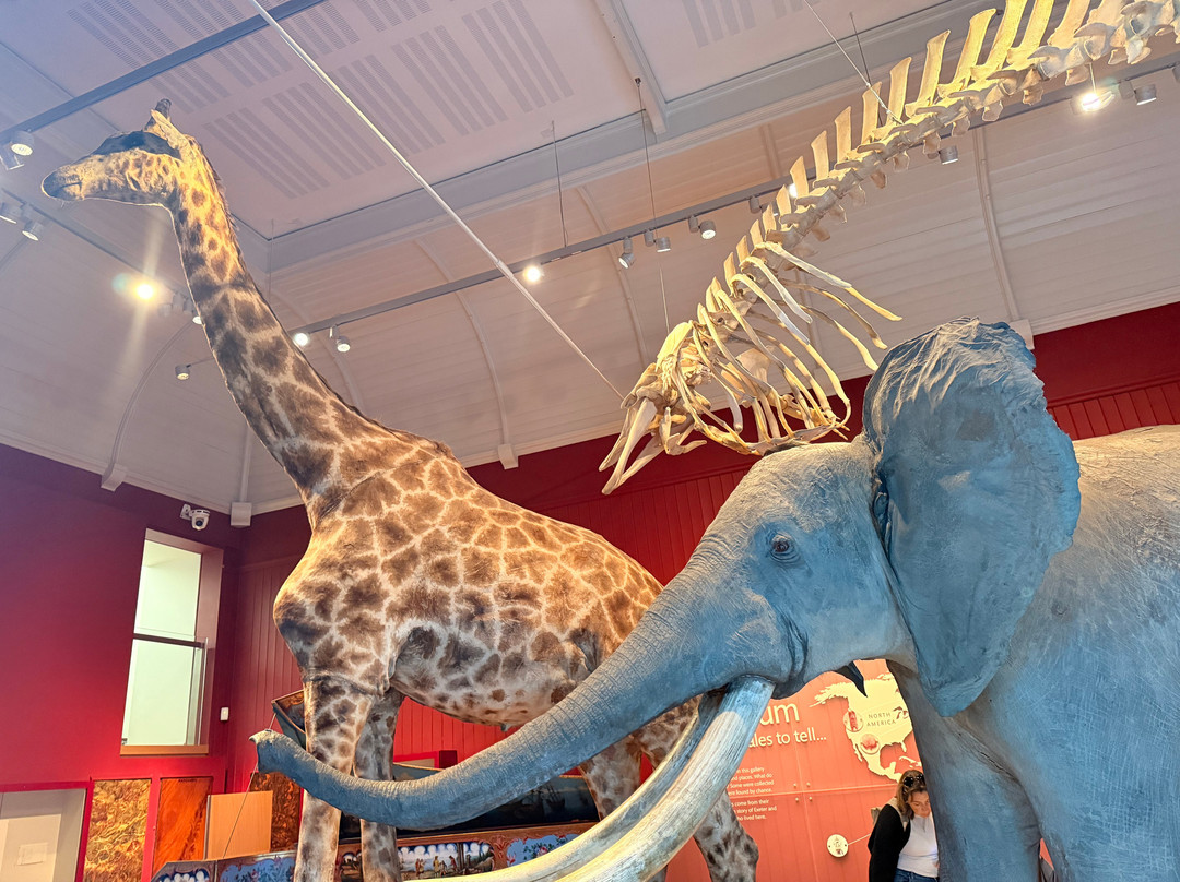 皇家艾伯特纪念博物馆-埃克塞特必去景点