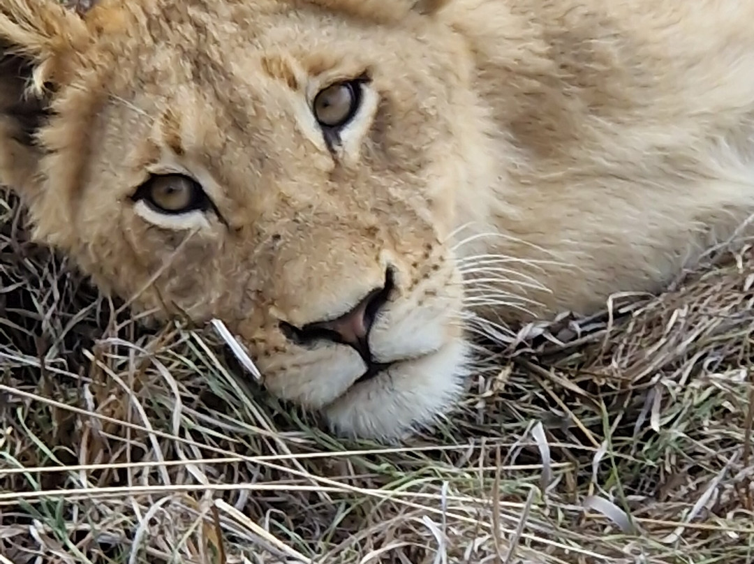 L'œil Sauvage - Wildlife Experience-霍德斯普鲁特必去景点