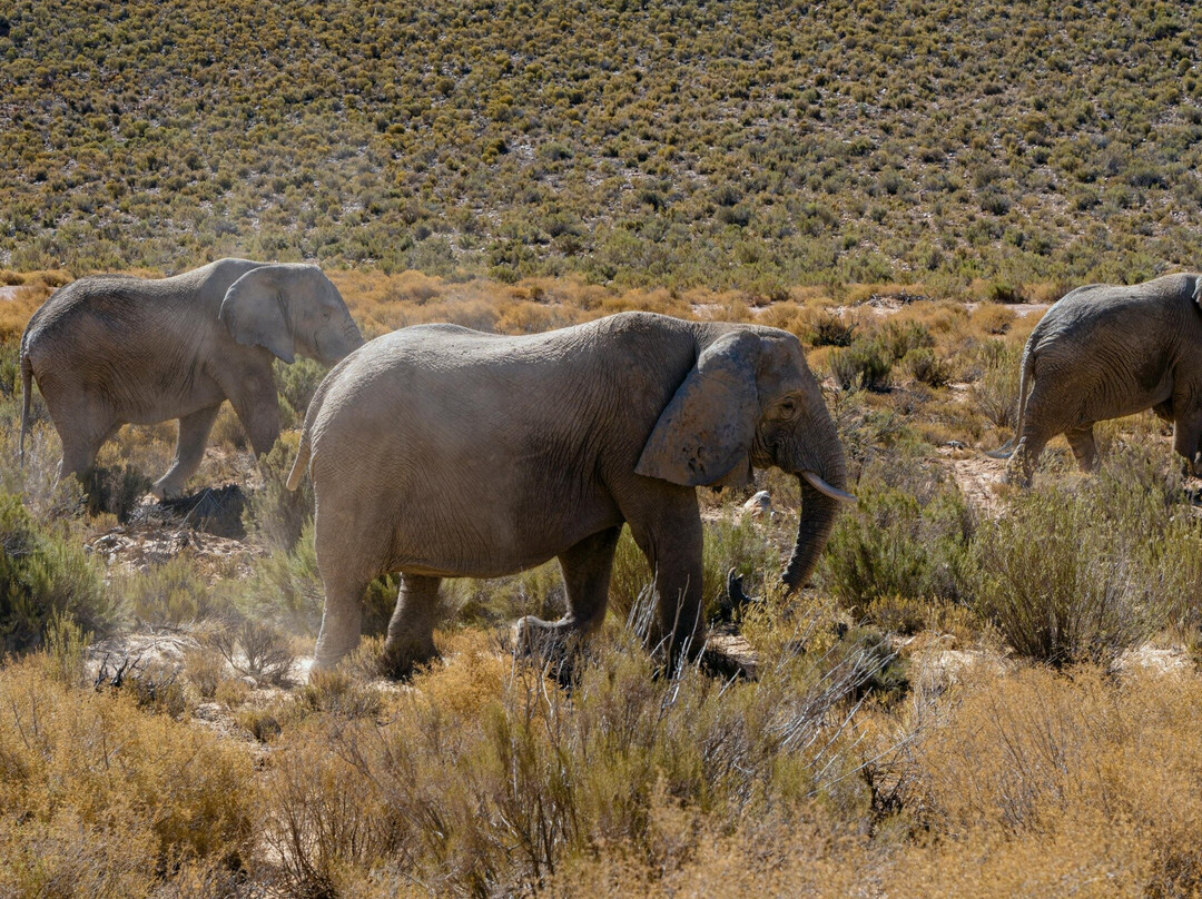 Eldon Shuttle and Tours