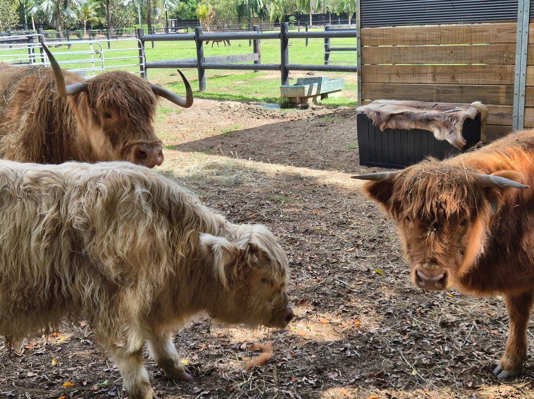 Bexland - Exclusive Highland Cow and Farm Experiences