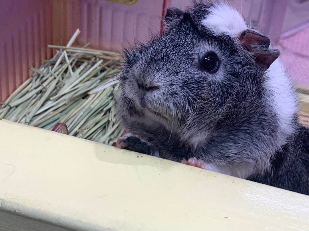 Harajuku Kawaii Land Kyun Kyun-涩谷区必去景点