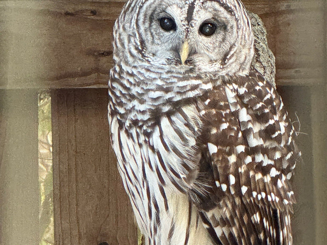 Boyd Hill Nature Preserve-圣彼德斯堡必去景点