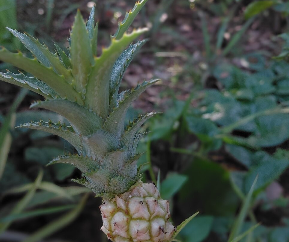 Royal Island Tours-尼甘布必去景点