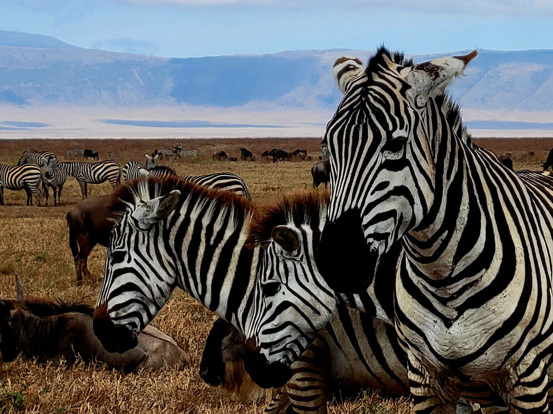 Thomson Safaris-塞伦盖蒂国家公园必去景点