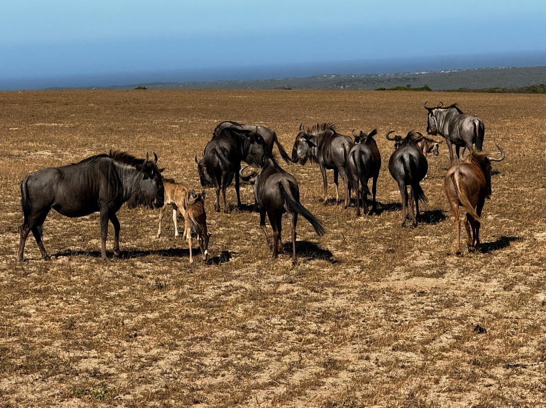 Buffelsfontein Game & Nature Reserve - Day Tours-Darling必去景点