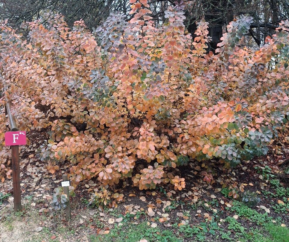 Batsford Arboretum-莫顿因马什必去景点