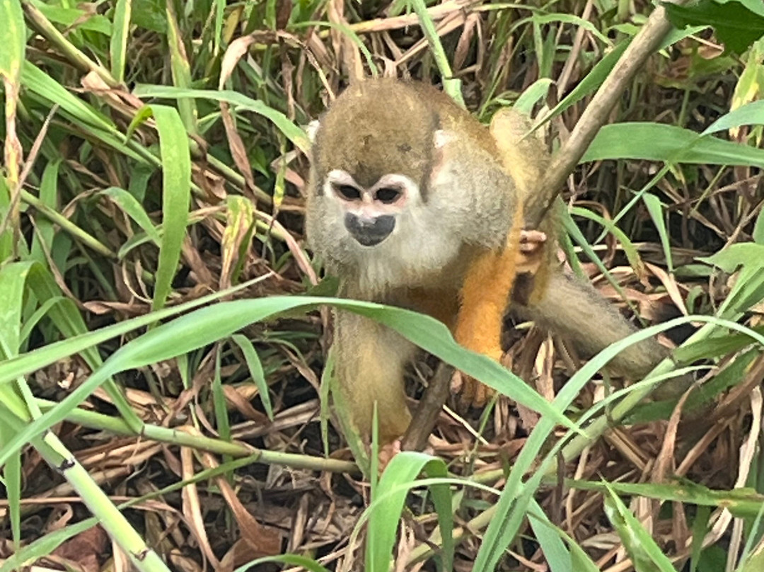 Olimpio Carneiro Turismo-玛瑙斯必去景点