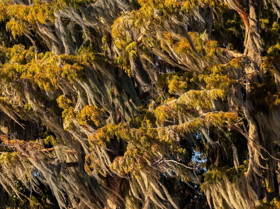 Cajun Man's Swamp Tours & Adventures-Gibson必去景点