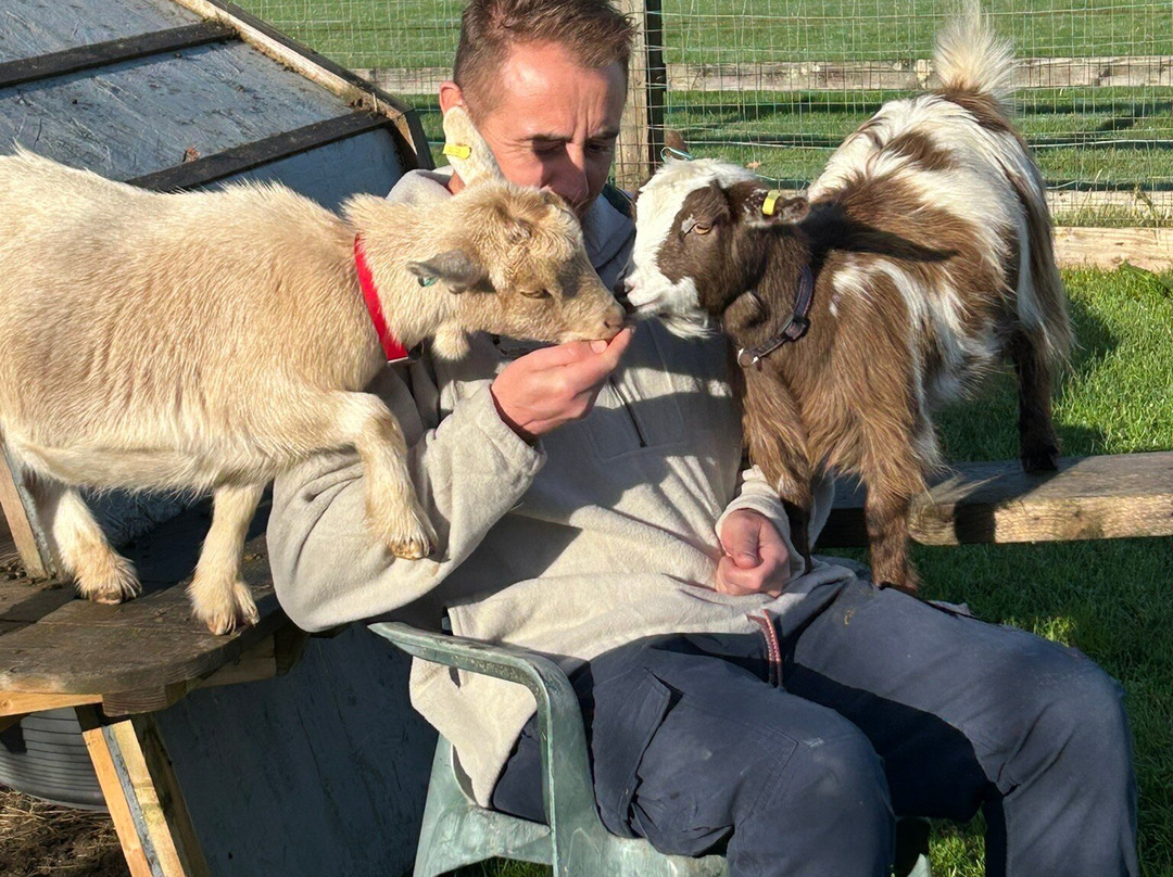 Little Goats At Brockenhurst-Brockenhurst必去景点
