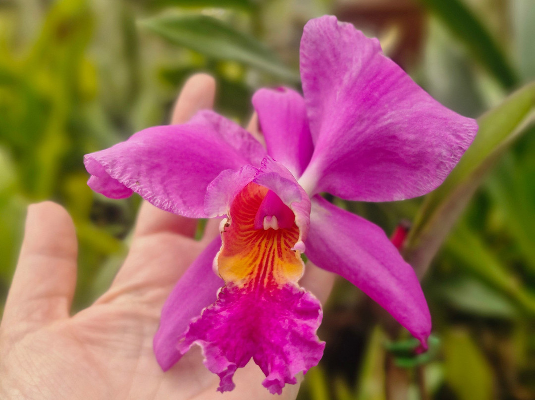 Orquidário MV-蒙特贝尔德必去景点