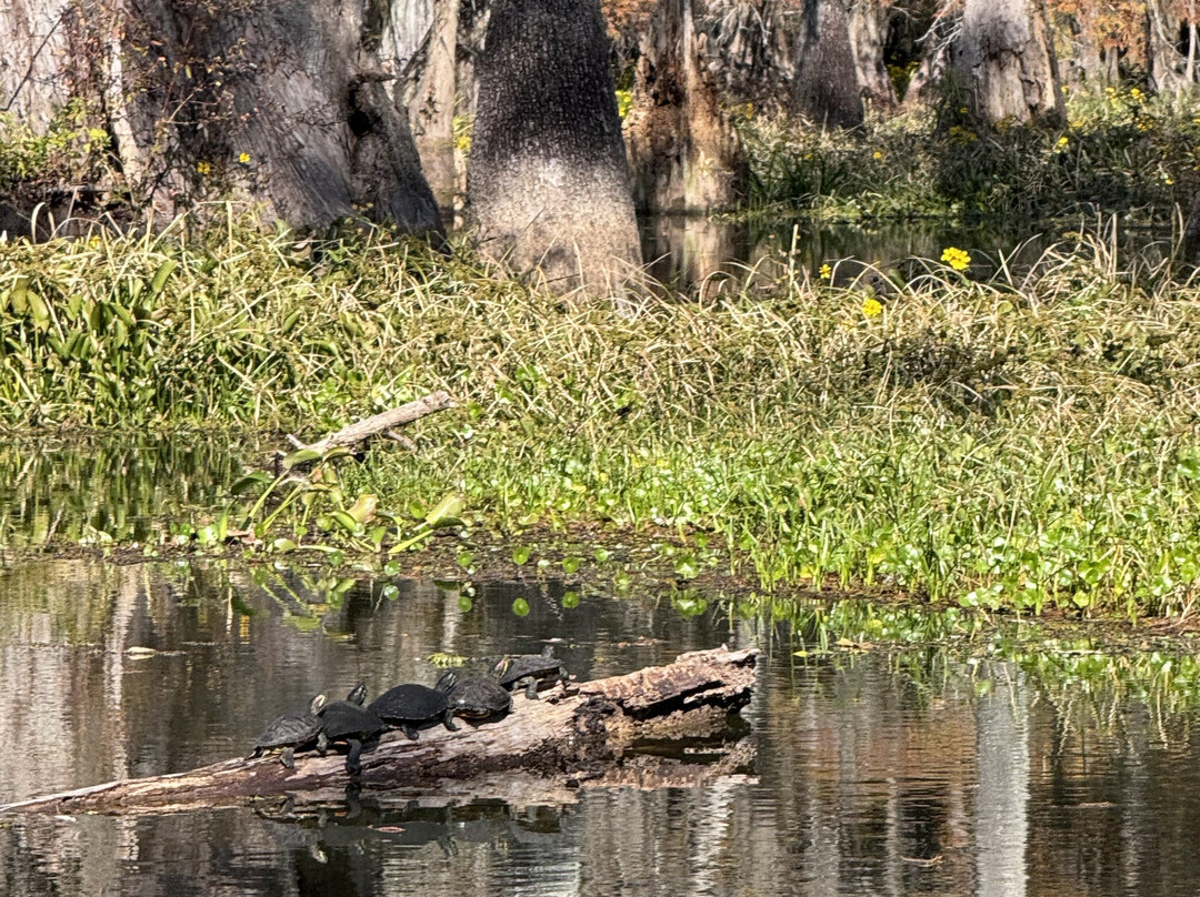 Champagne's Cajun Swamp Tours-布里奥克斯桥必去景点