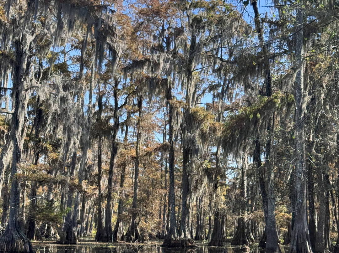 Champagne's Cajun Swamp Tours-布里奥克斯桥必去景点