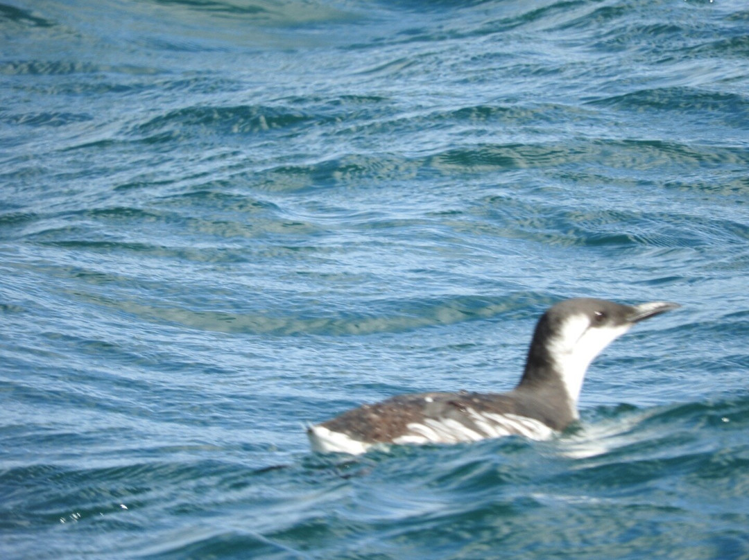 Shetland Seabird Tours - The Noss Boat-Lerwick必去景点