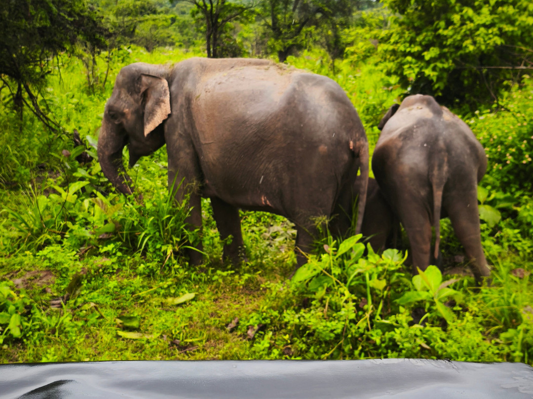 Lanka Tour Driver-Hingurakgoda必去景点