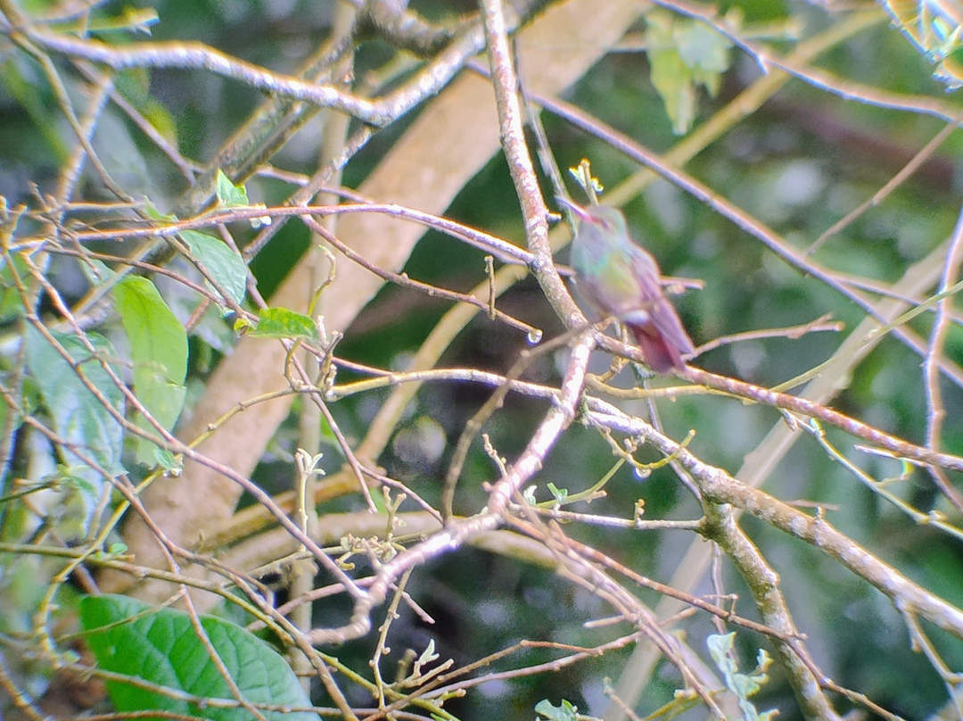 Bijagua Rainforest - Tours-Bijagua de Upala必去景点