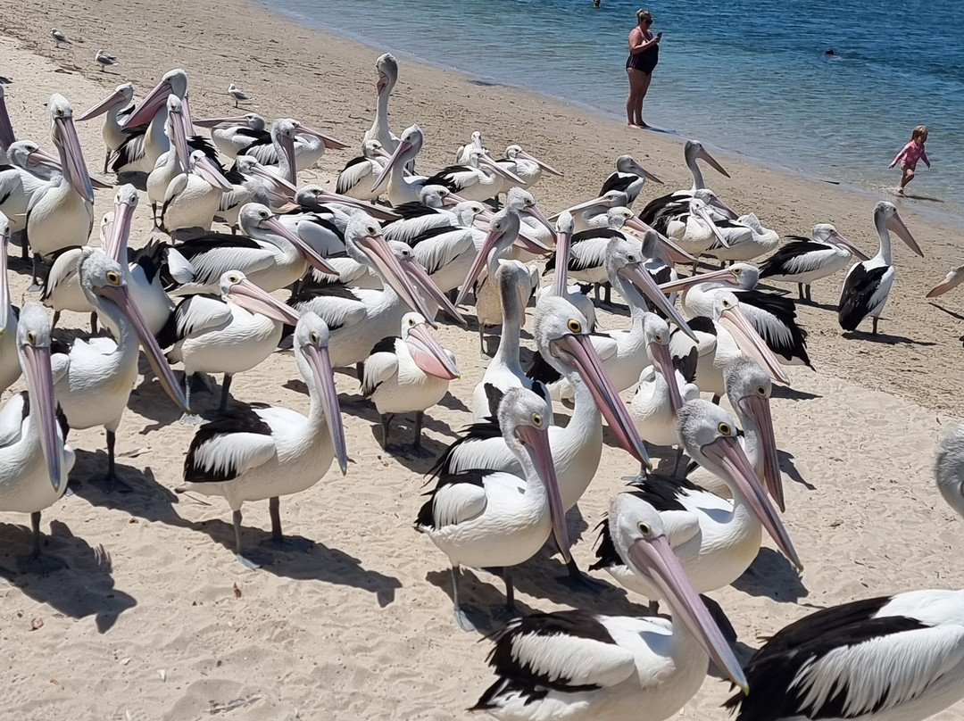 Pelican Feeding-拉布拉多必去景点