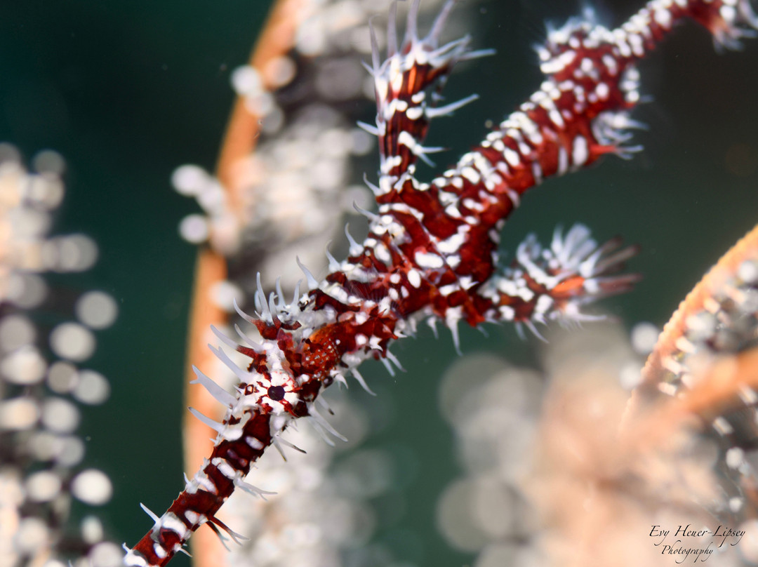 Balidas Dive Center-Bunutan必去景点
