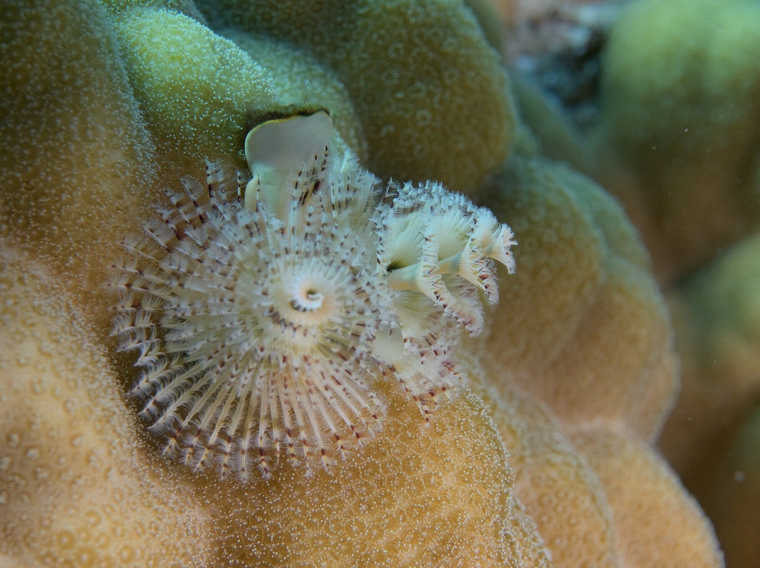 SUBEX Diving Center - Baron Palace-赫尔格达必去景点