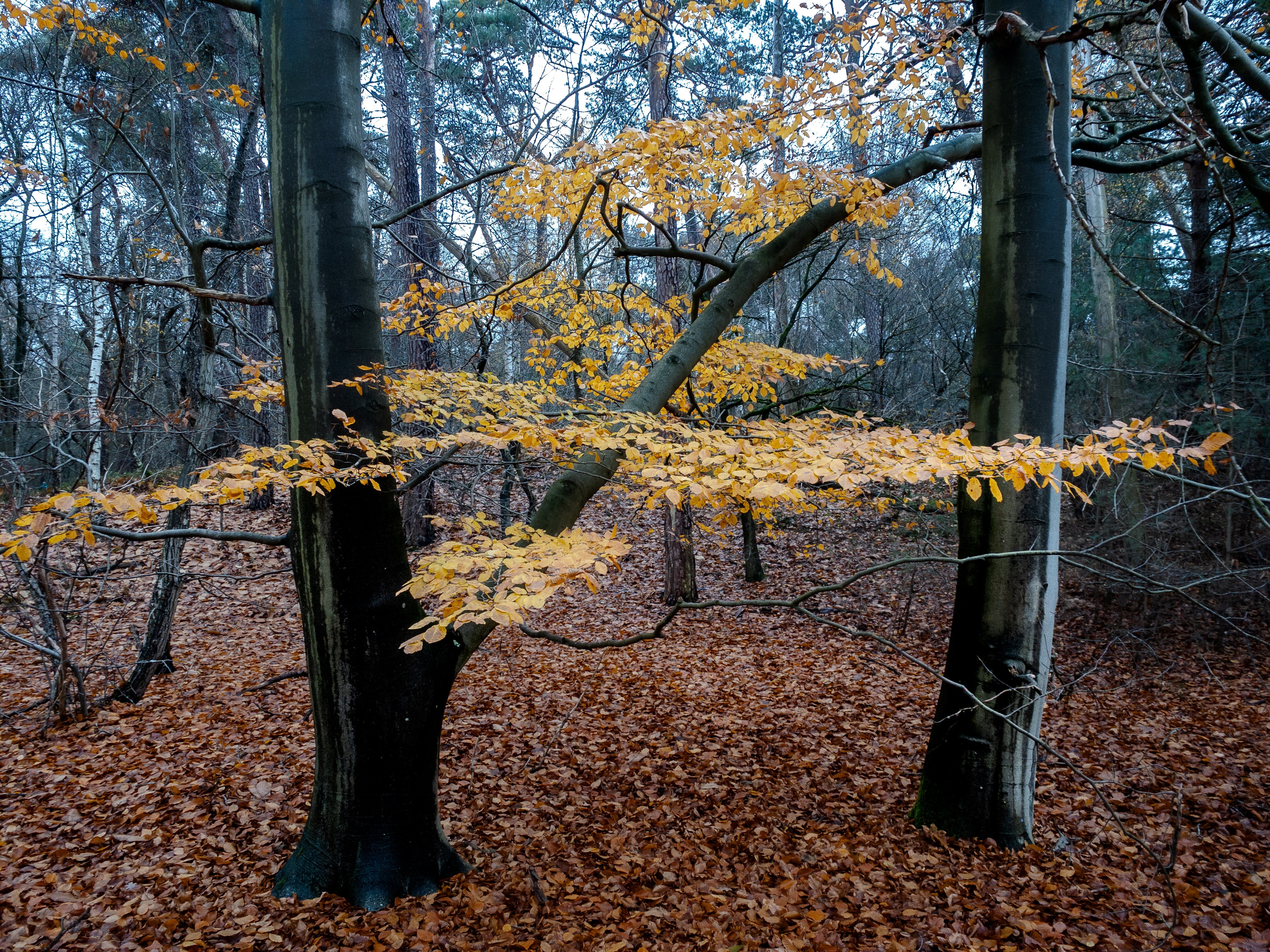 罗瑟普庄园-官方