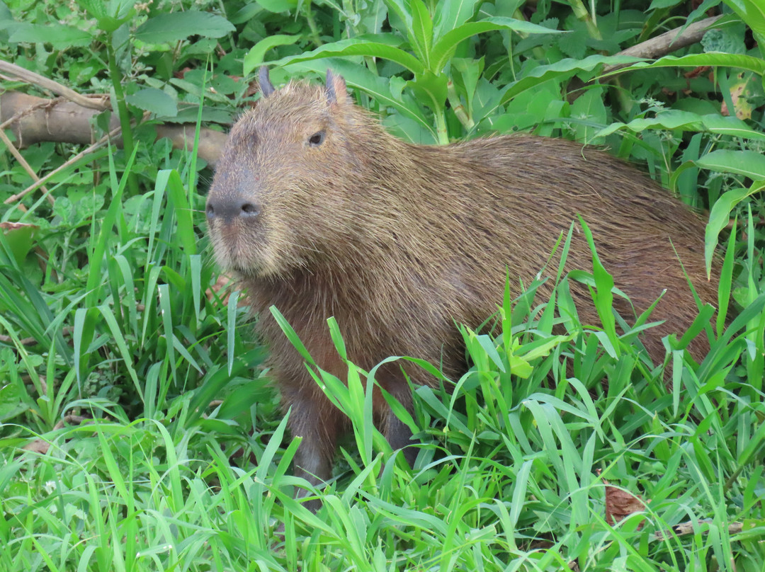 Pantanal Jaguar Safaris-Chapada dos Guimaraes必去景点