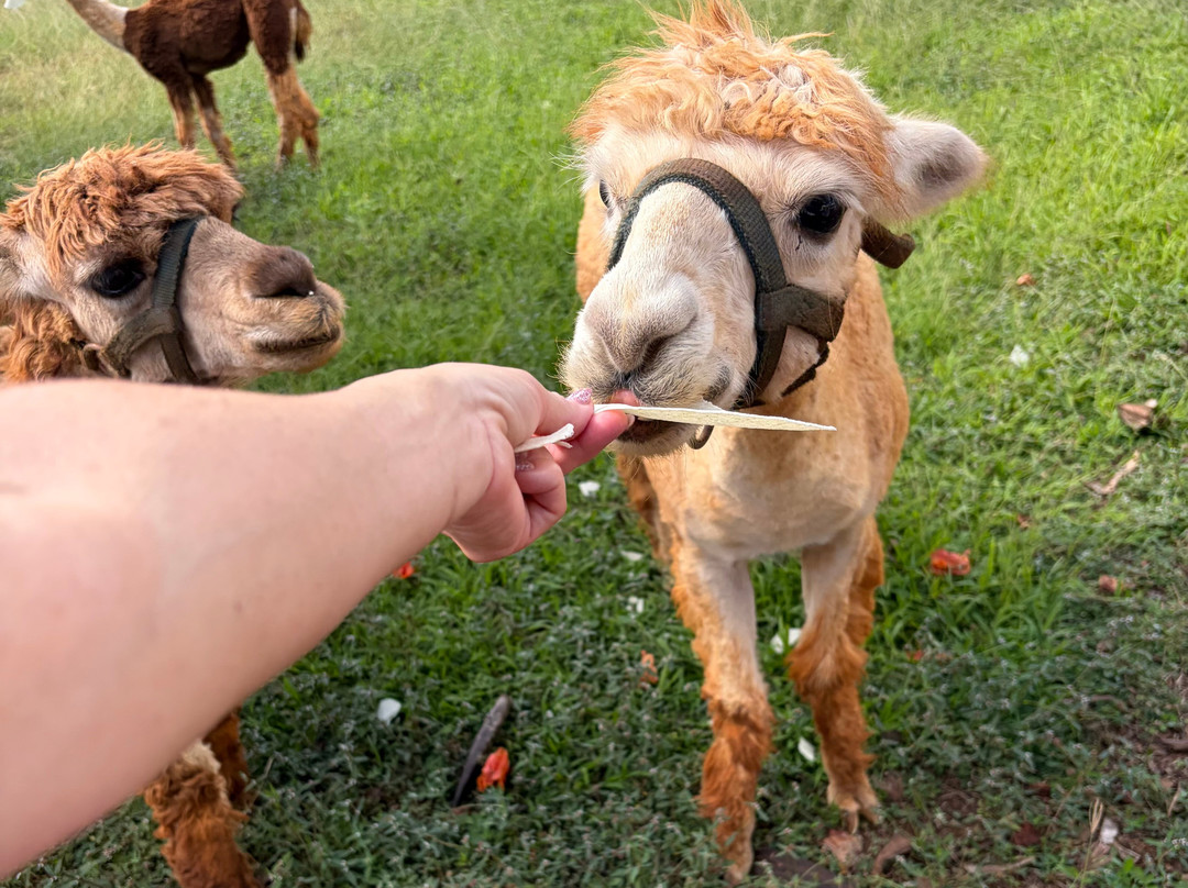 Kauai Plantation Railway-利胡埃必去景点