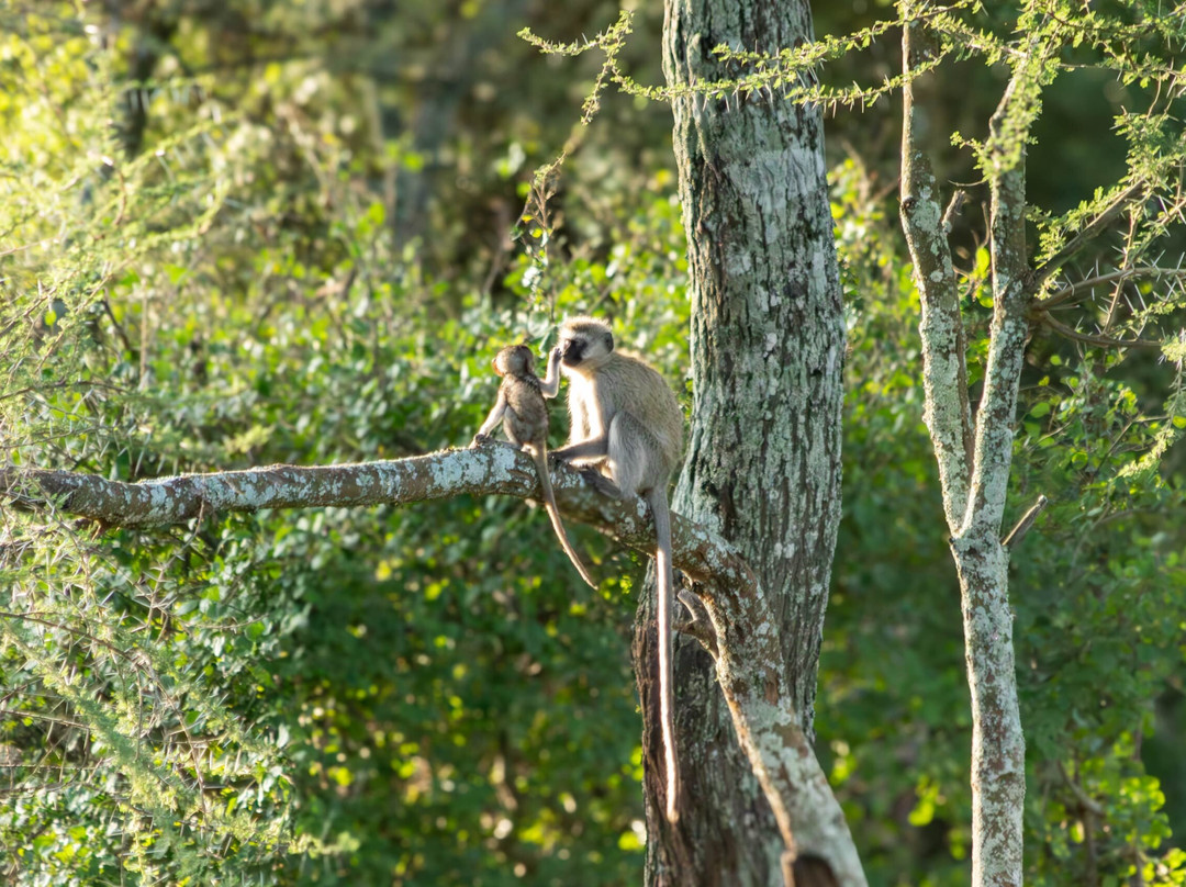 Akshar Tours And Safaris-姆万扎必去景点