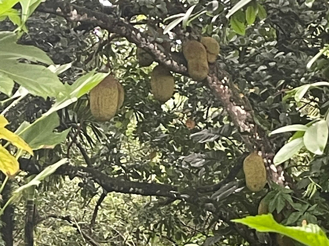 Sri Yoga Shala-乌纳瓦图纳必去景点