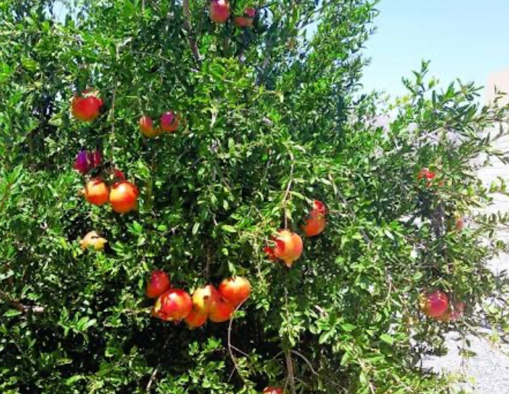 Jebel Akhdar-尼日瓦必去景点