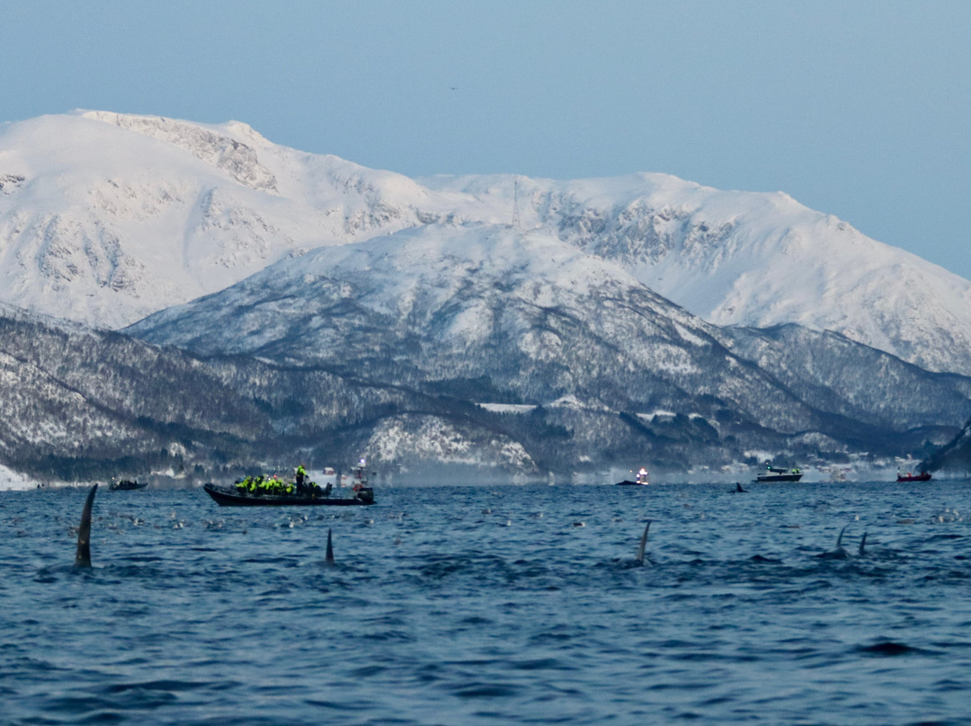 Dervola Adventure-Skjervoy必去景点