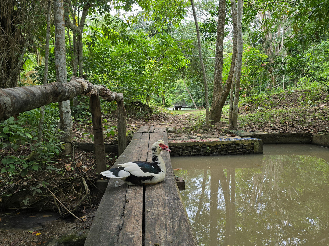 Shanay Timpishka-Pucallpa必去景点