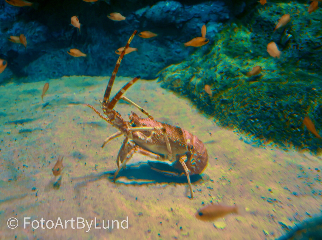 Poema Del Mar-大加那利岛拉斯帕尔马斯必去景点