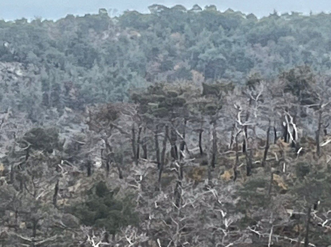 Dadia-Lefkimi-Soufli Forest National Park-Dadia必去景点