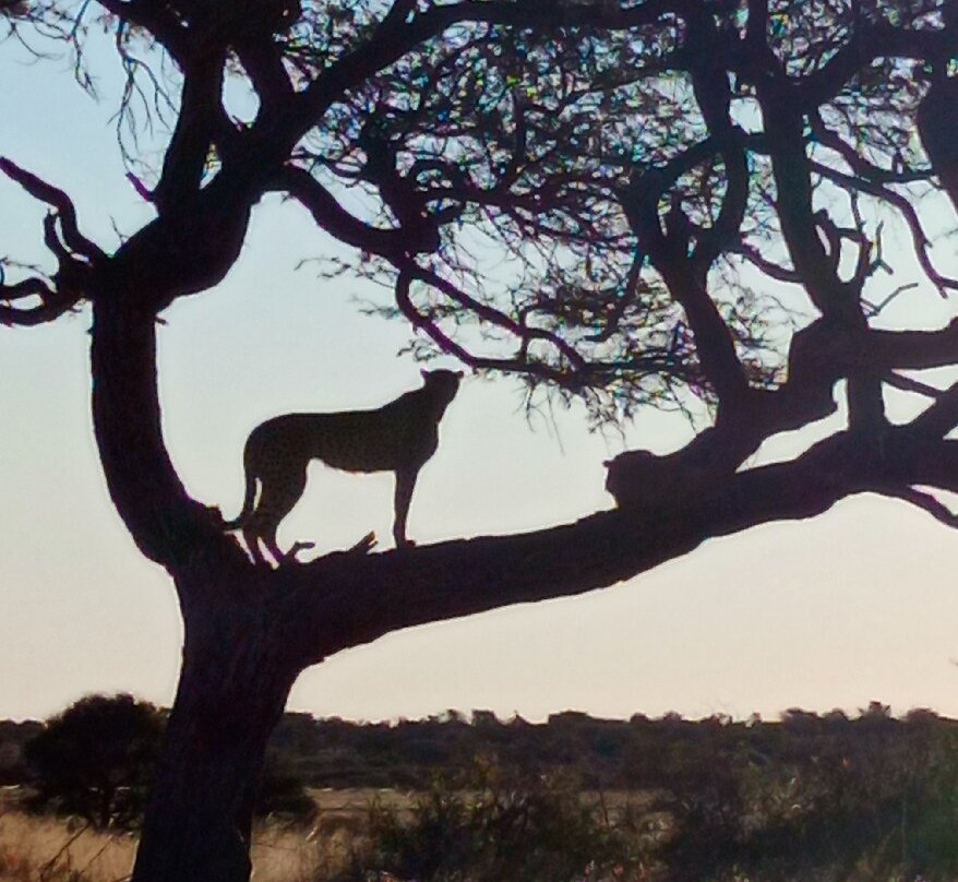 Khutse Game Reserve-嘉伯隆里必去景点
