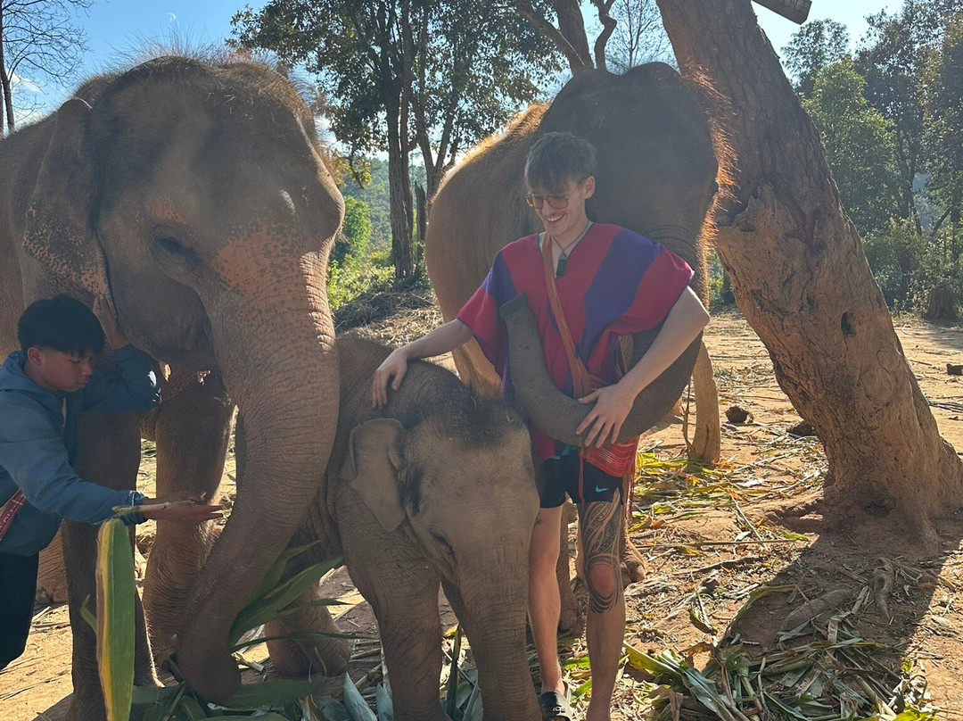 Elephant Freedom Village-清迈必去景点