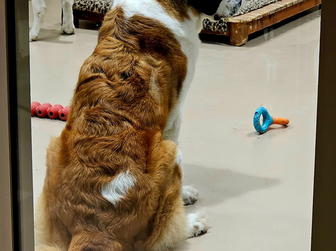 Barryland - Musée Et Chiens Du St-bernard-马蒂尼必去景点