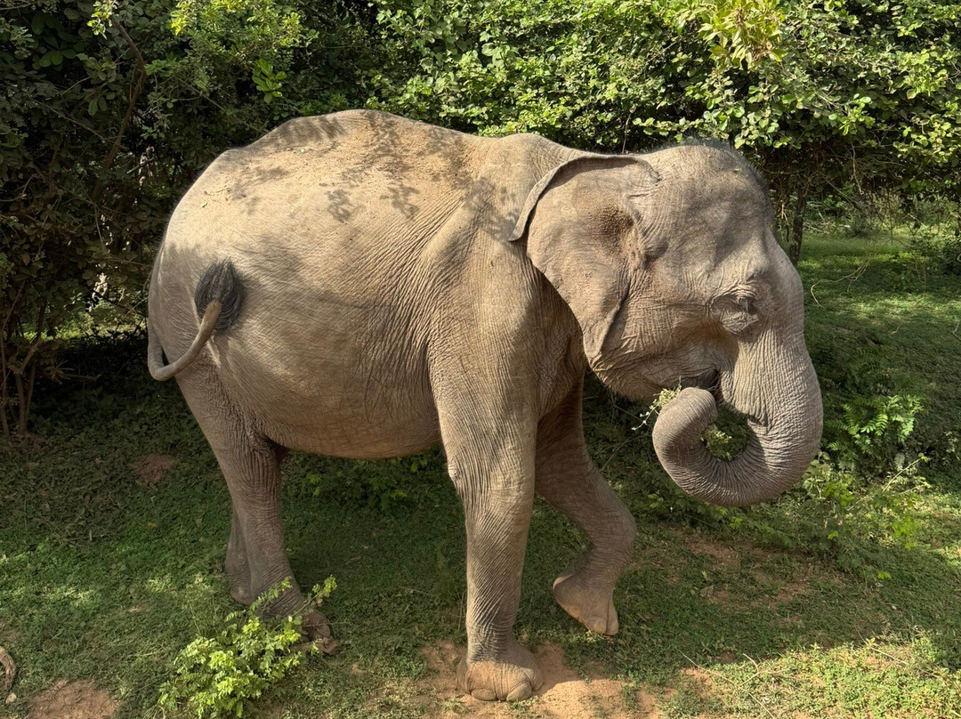 Come Visit Sri Lanka-康提必去景点