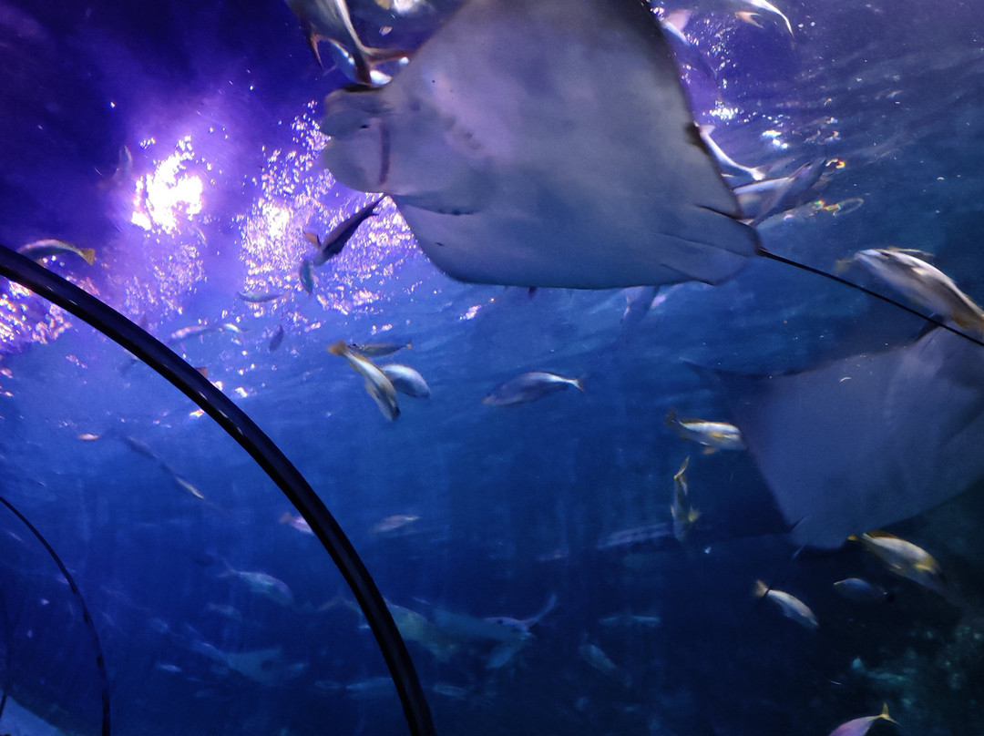 The National Aquarium Abu Dhabi-阿布扎比必去景点