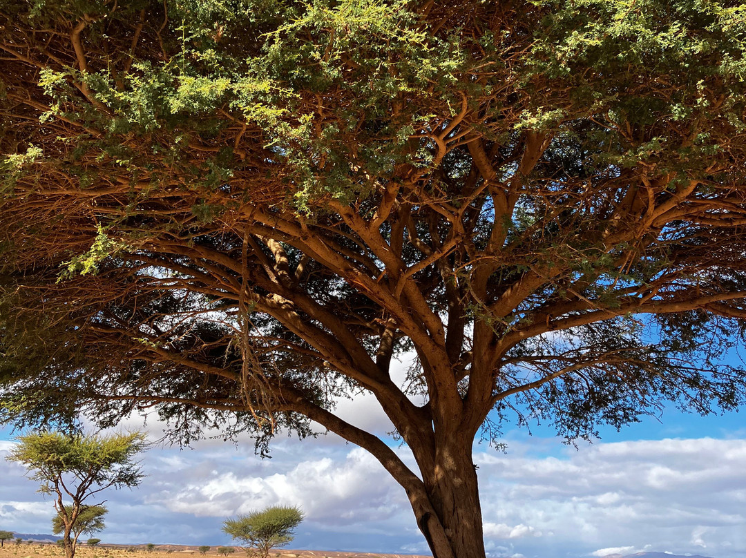 Sahara With Locals-马拉喀什必去景点