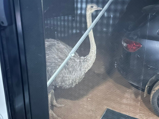 Silverton Outback Camels-Silverton必去景点