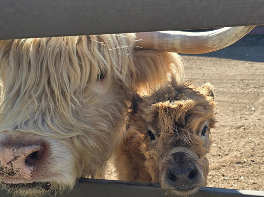 Sweet Valley Ranch-费耶特维尔必去景点