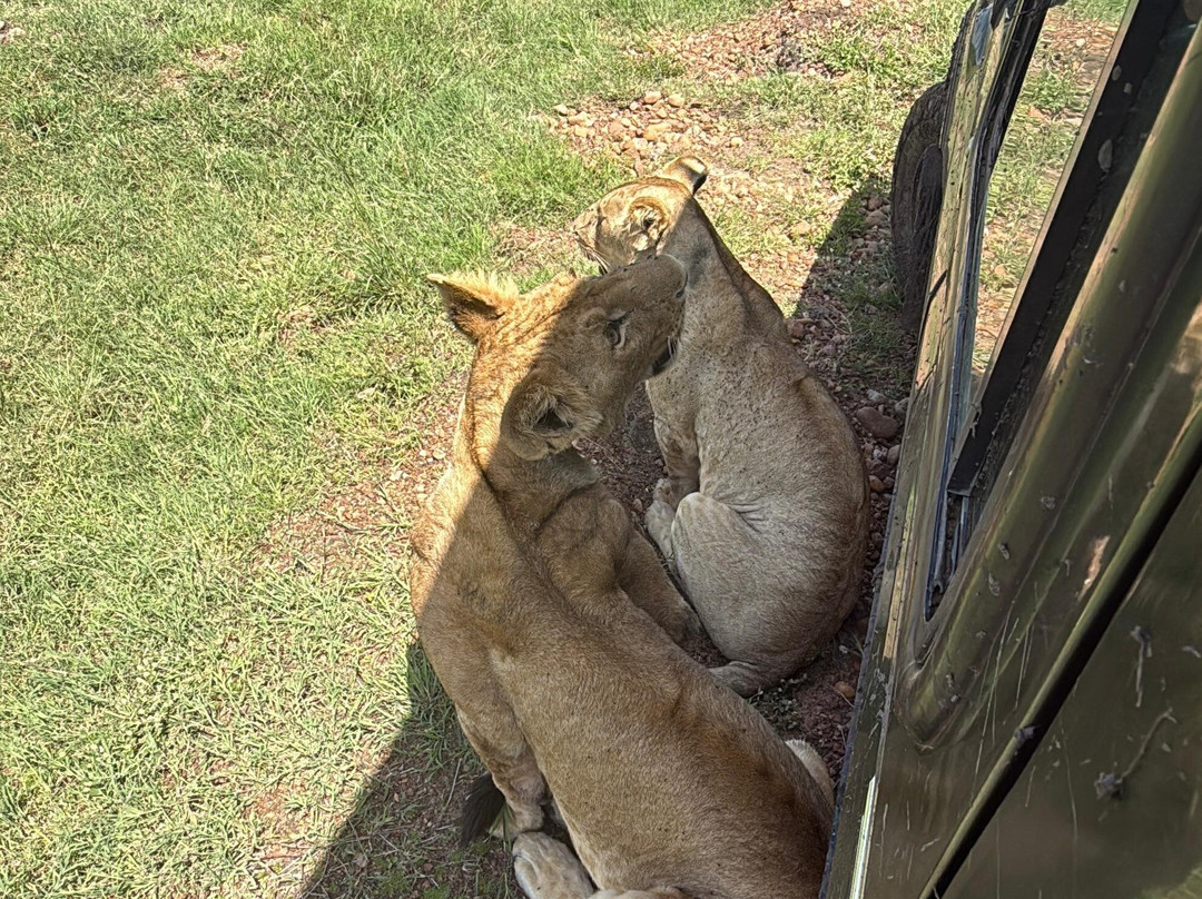 East Africa Adventure Tours and Safaris-马赛马拉国家野生动物保护区必去景点