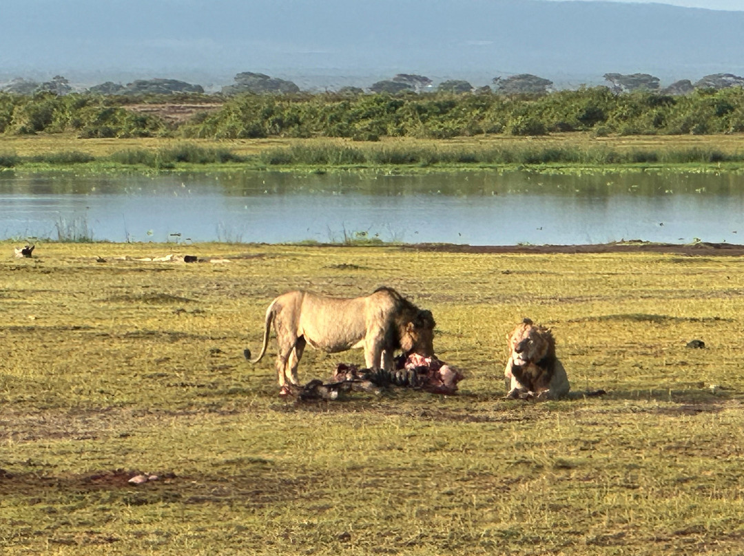 Safari Kenya roberto toba-瓦塔木必去景点